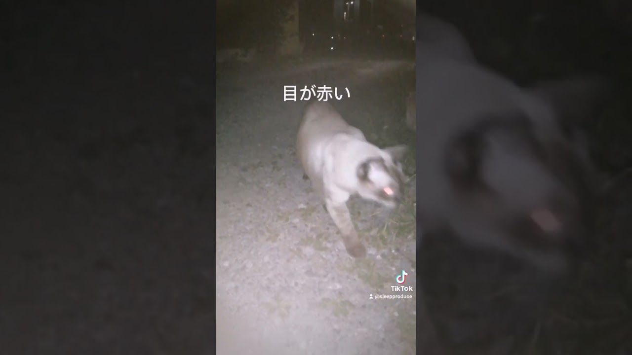 シャム猫#shorts #cat #猫#シャムミックス
