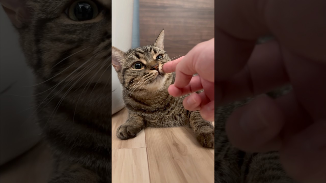 【猫動画】猫吸いのために一日仕事を頑張ったパパwww #shorts