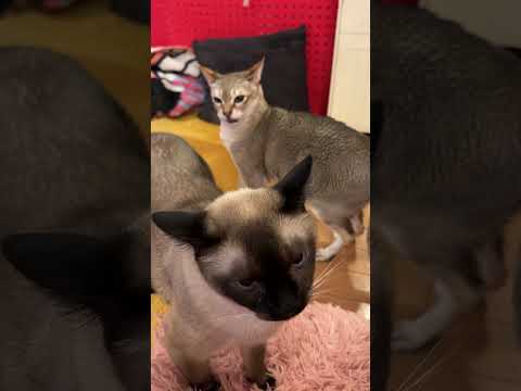 大好きなたぬき猫のニオイでくっさ～顔しちゃっているシンガプーラなのにゃ♪ #cat #シンガプーラ #トンキニーズ#たぬき猫