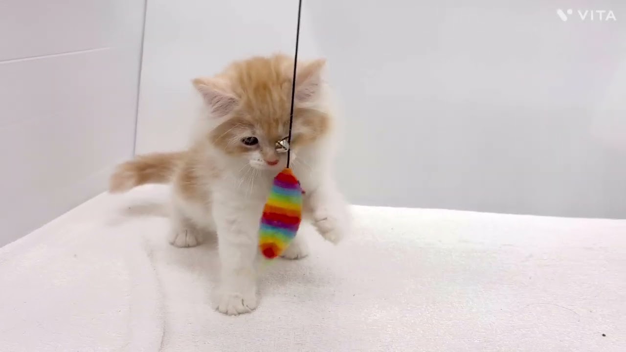 【ノルウェージャンフォレストキャット】元気いっぱい！ノルちゃんの遊びtime「