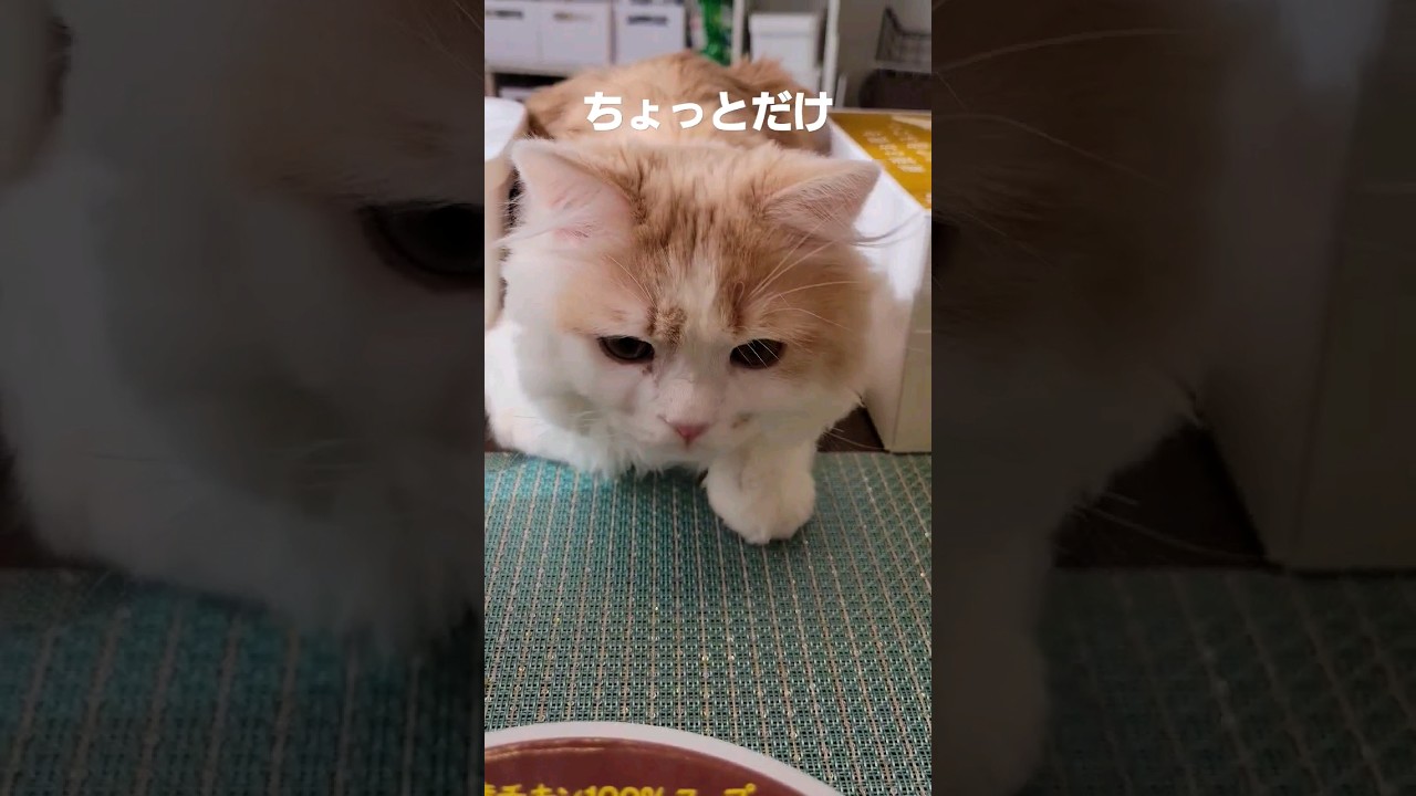 【子猫】お伺いをたてる猫#ラガマフィン #猫動画 #shorts