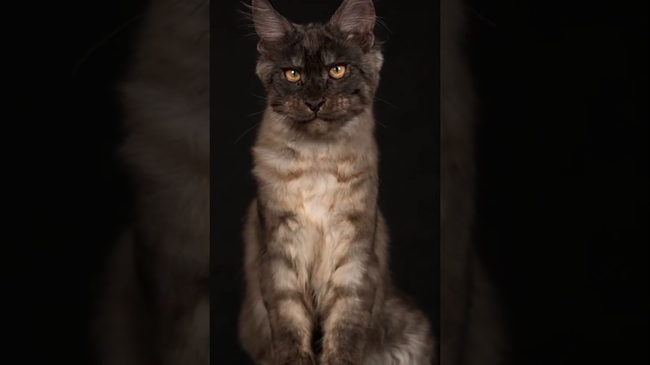 أبرز الفروق بين القط الذكر والأنثى #shorts