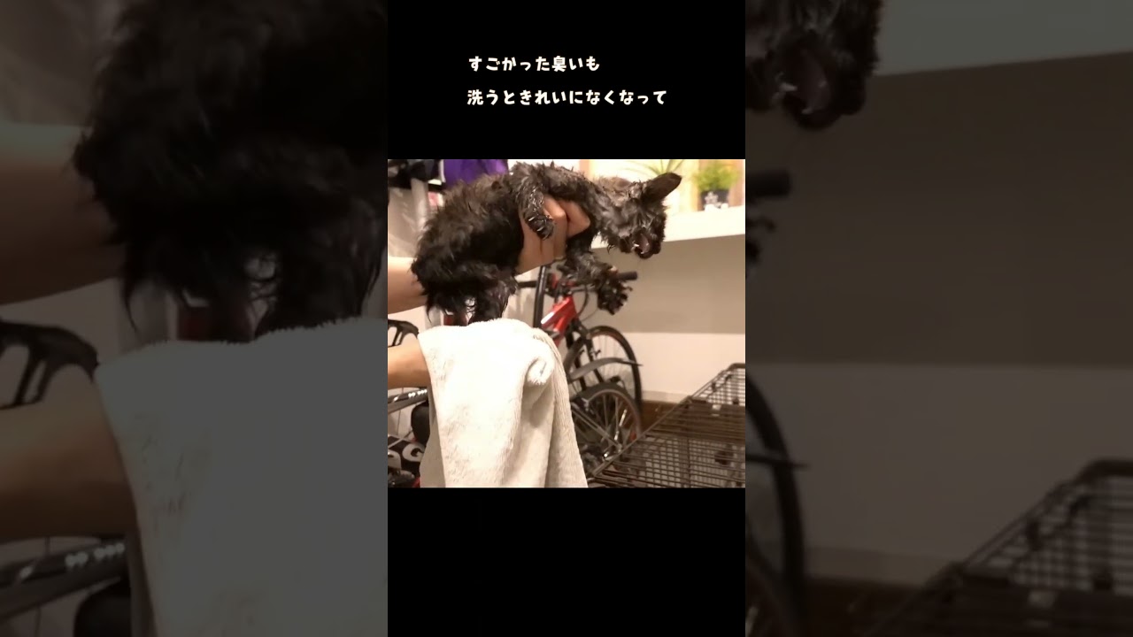 泥だらけで臭いのすごかった子猫を初めてシャンプーした日のこと。 #保護猫 #野良猫 #猫のいる暮らし