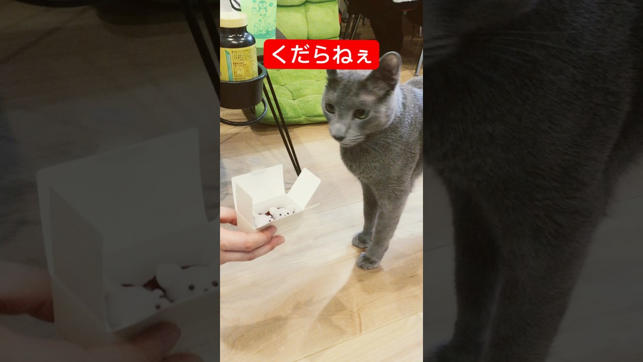 チュール以外はいらん猫#猫 #ロシアンブルー #cat #russianblue