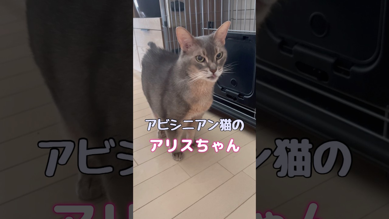 アビシニアン猫のアリスちゃんが熟睡するとこんな感じになります #shorts #アビシニアン #cat