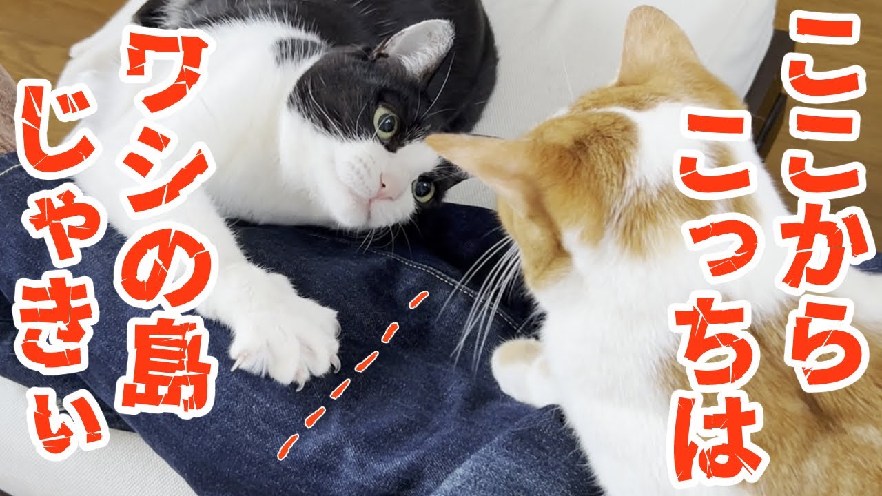 嫁はみた！ 実録にゃんこ戦争 【猫と一緒】№726