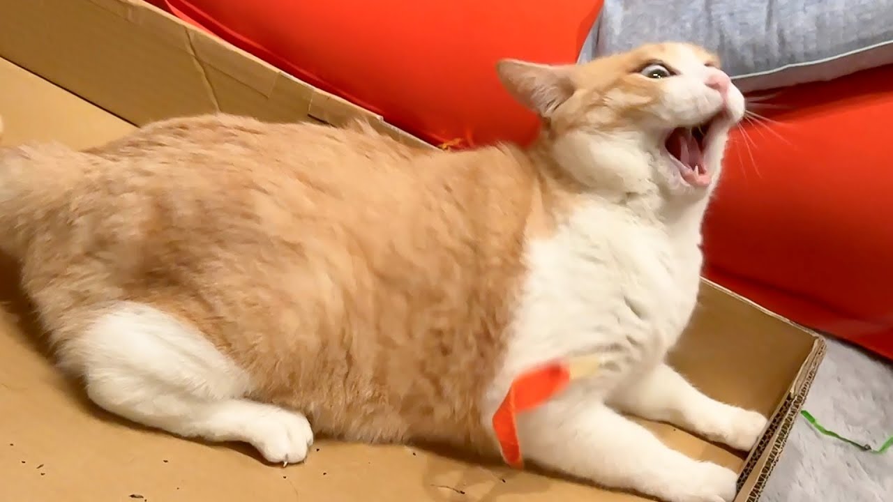 久しぶりに飼い主に遊んでもらえて、とんでもない顔になってしまうロビン