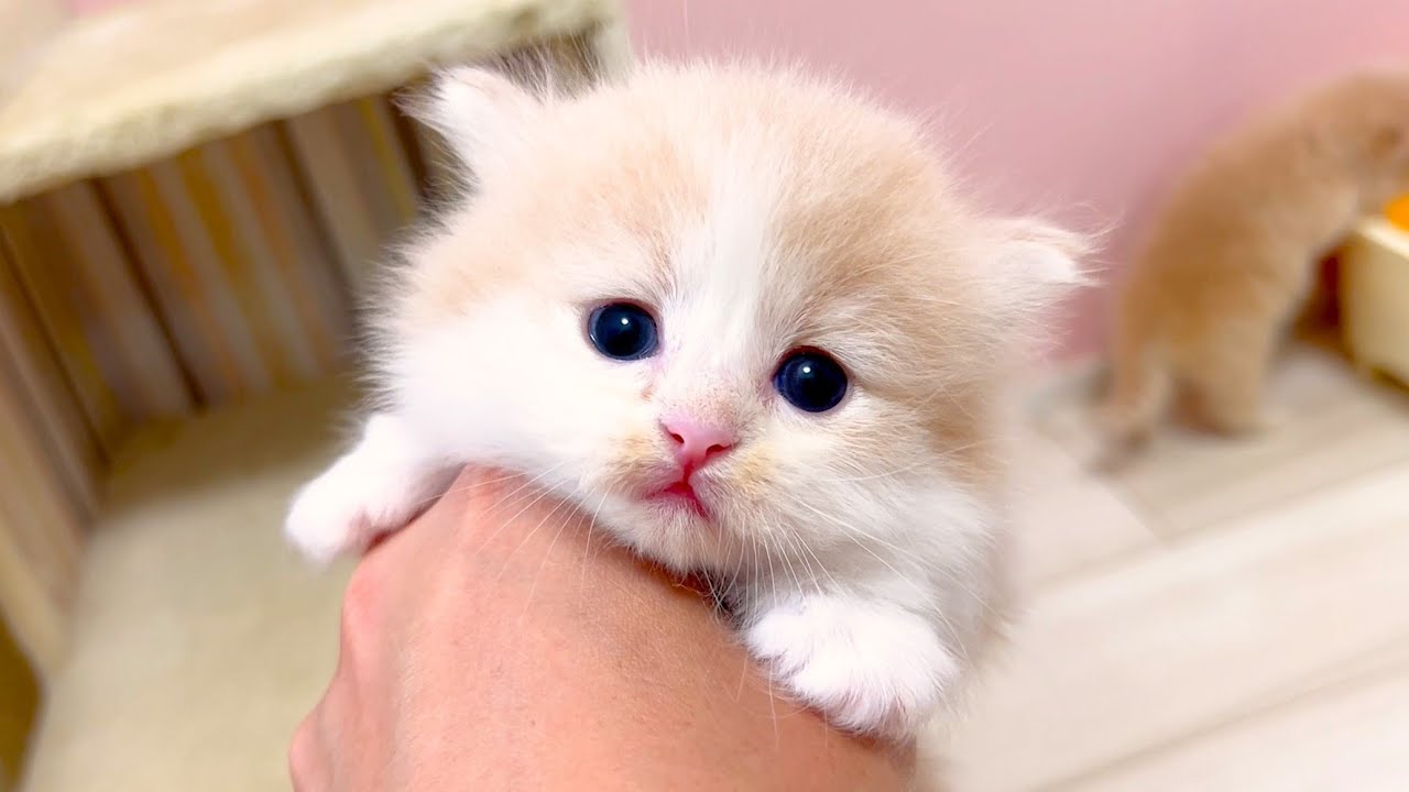 【マンチカンの子猫】お顔チェックで納得の可愛さな件 ～猫のいる生活Vol.1013～出産動画 マンチカン短足・ミヌエット・ペルシャ猫専門ブリーダー『ペット蔵人』【子猫の成長記録】