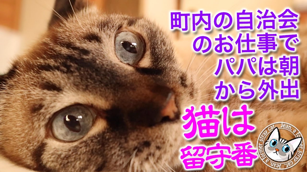パパがお祭りの準備で出かけるので猫は留守番です【Jean & Pont 3620】2024/08/25　保護猫ジャンけんポン