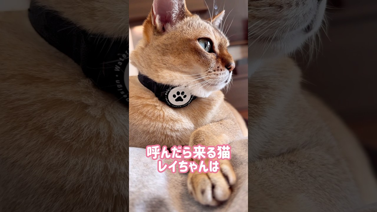 ご飯を待ち構えて飛んでくるレイちゃん #シンガプーラ #cat #shorts