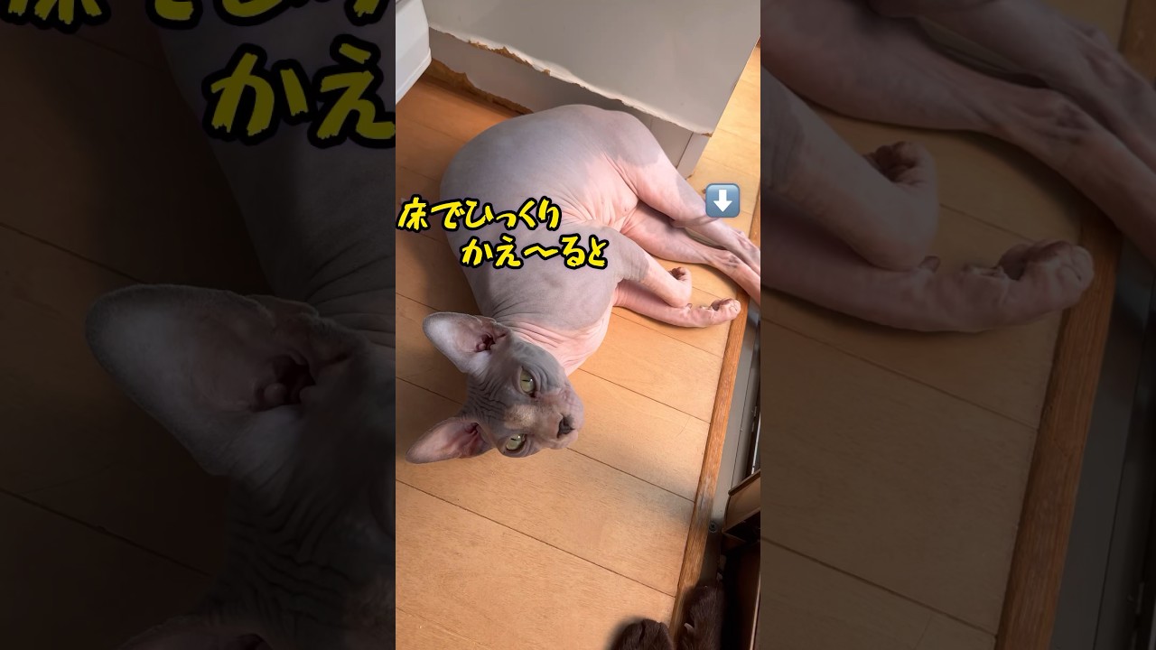 スフィンクス猫チャイはかわぴ〜💕💕#shorts#cat #猫#sphynx