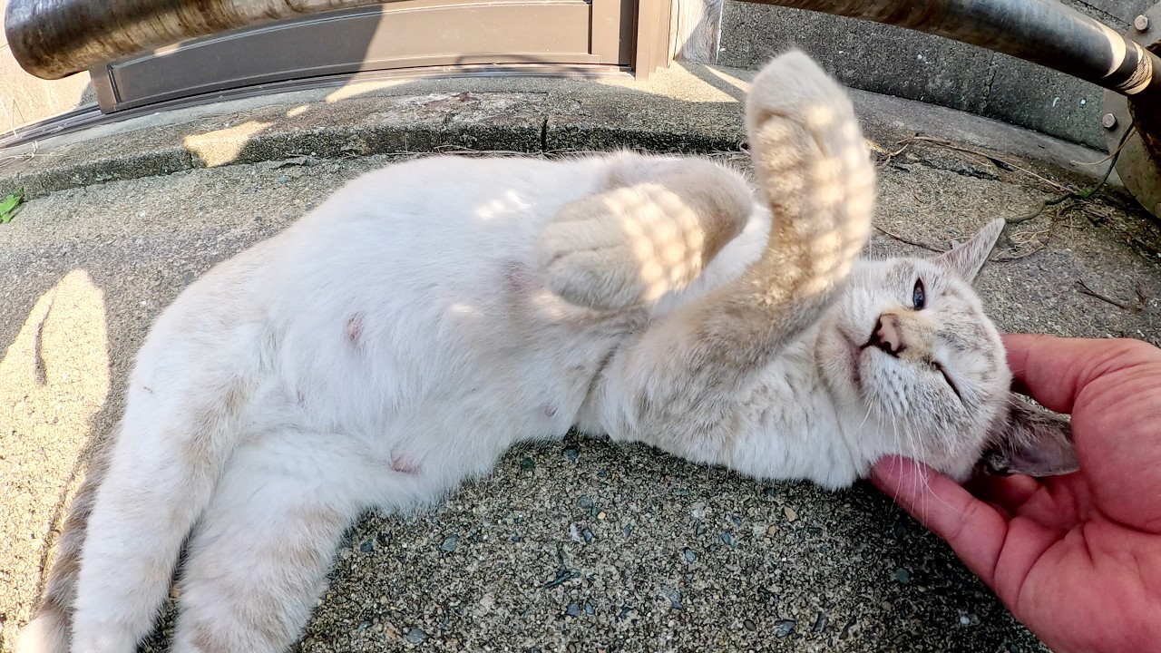 小柄なシャム猫ちゃんが地面でクネクネと転がって甘えてきた