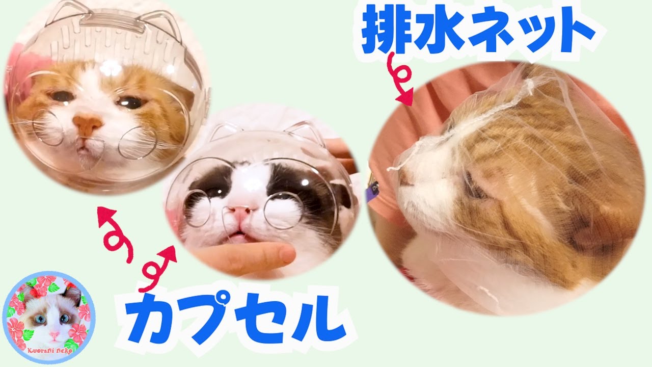 猫の顔に排水ネットを被せる爪切りに挑戦したんだけど Cat claw clippers using a drainage net
