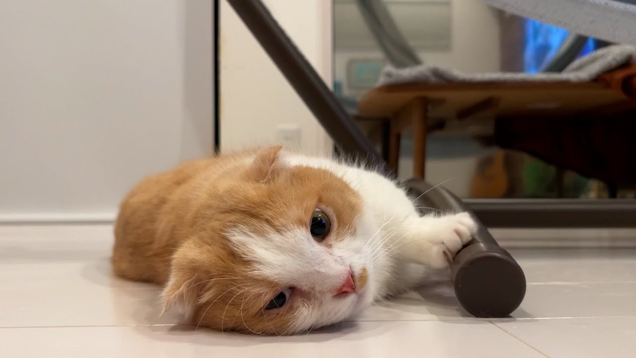 【短足耳たれマンチカン】ちゃちゃ丸という猫