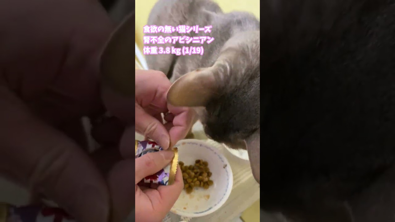 (アビ) 食欲の無い猫シリーズ コンボ　プレゼント 腎臓の健康維持 シーフードミックス味 #shorts
