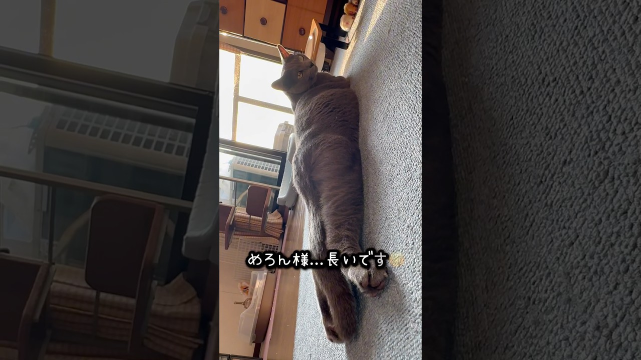【ロシアンブルー】めろん新しい週の始まり...長いね🤭【猫】#shorts