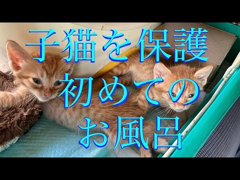 ‼️‼️子猫を保護　お風呂に入れよう‼️‼️　初めてのお風呂😊