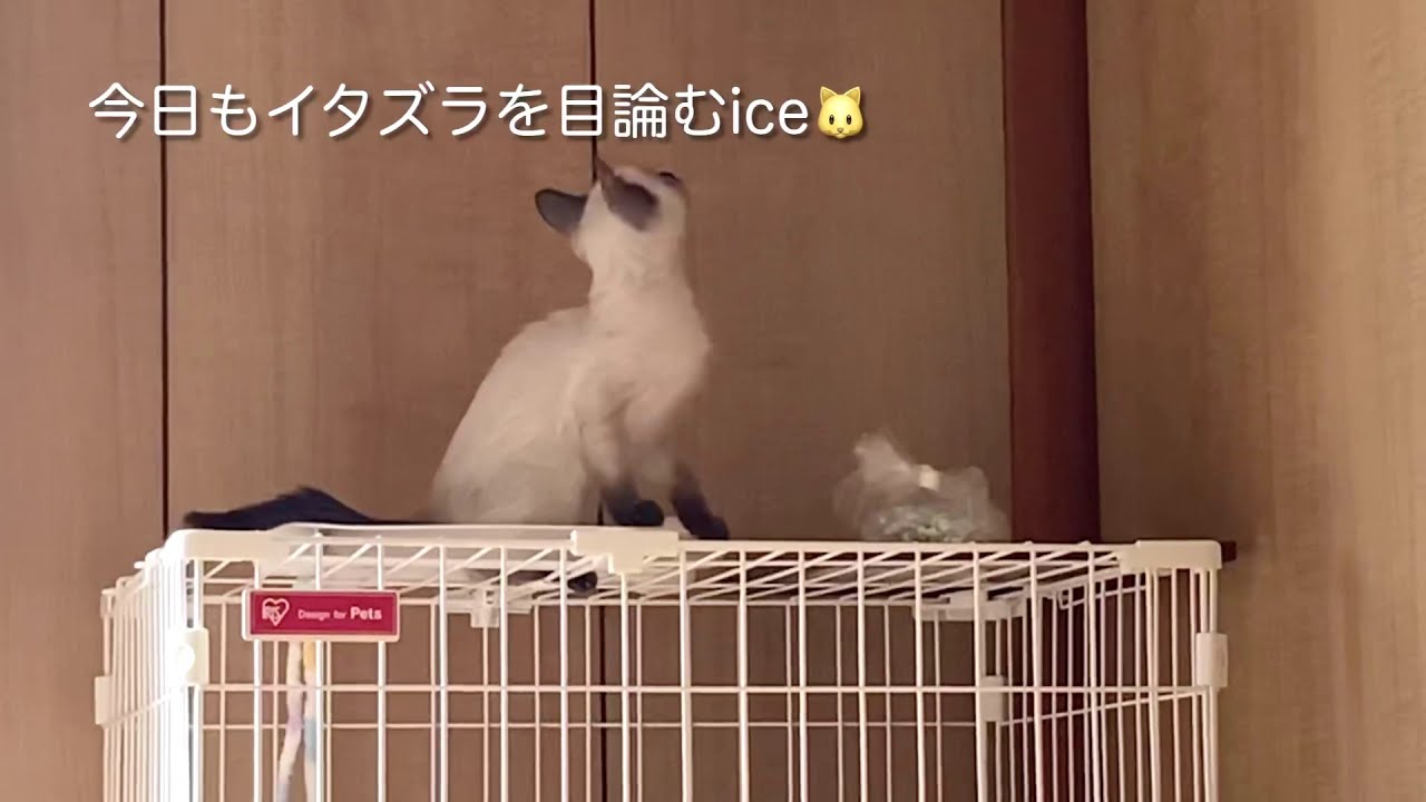 【シャム猫】イタズラを企む赤ちゃん猫に待ち受けていた悲劇とは… /  The tragedy awaiting a kitten trying to mischief...