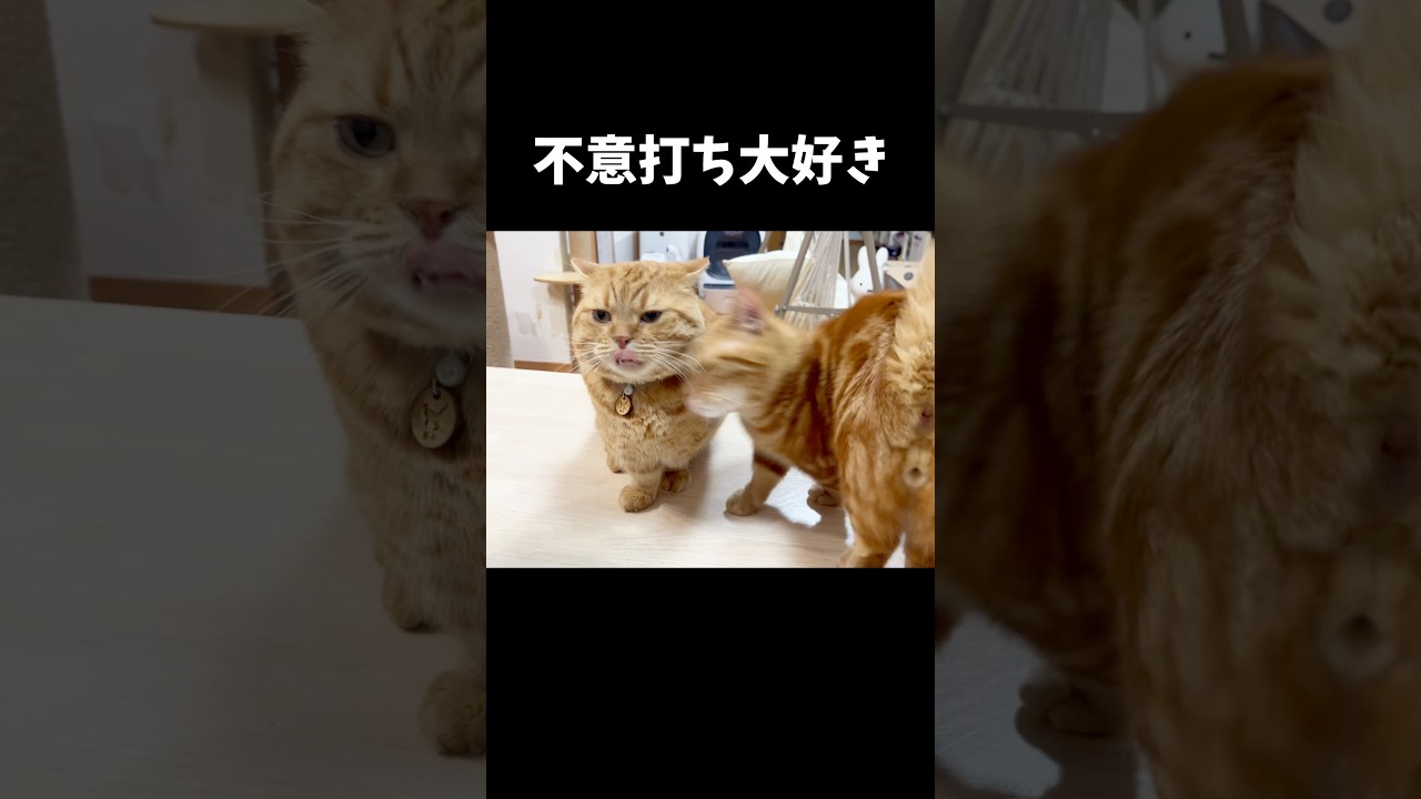 ちゃびくんの必殺技が炸裂した瞬間 #猫 #マンチカン #shorts