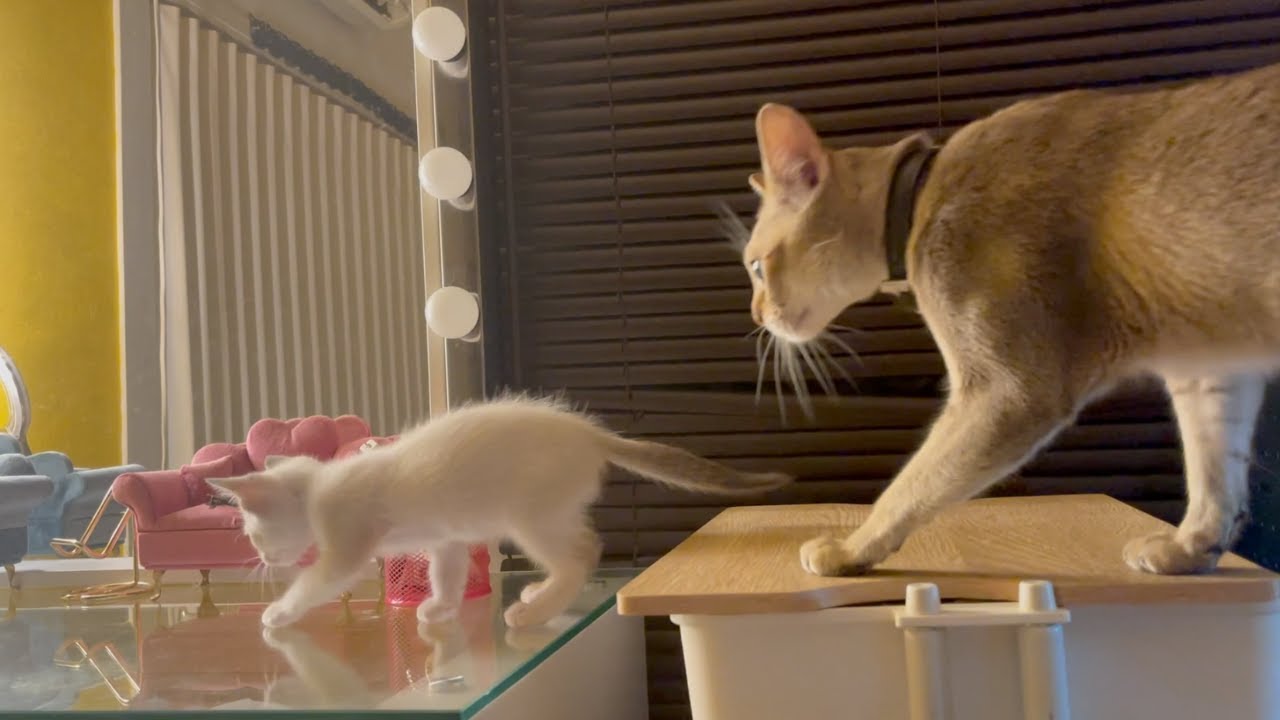 保護猫の赤ちゃんが兄猫を追いかまわしていますw