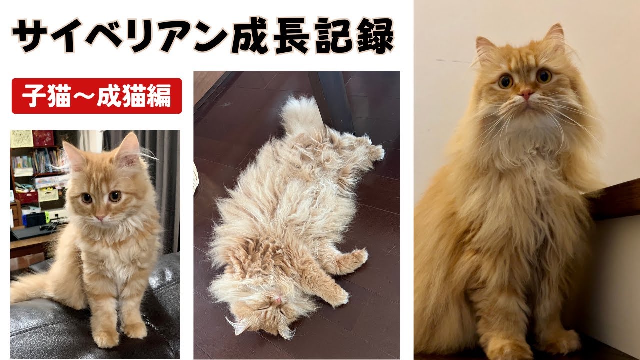 【成長記録】サイベリアンの子猫から３歳までの体重推移を紹介します