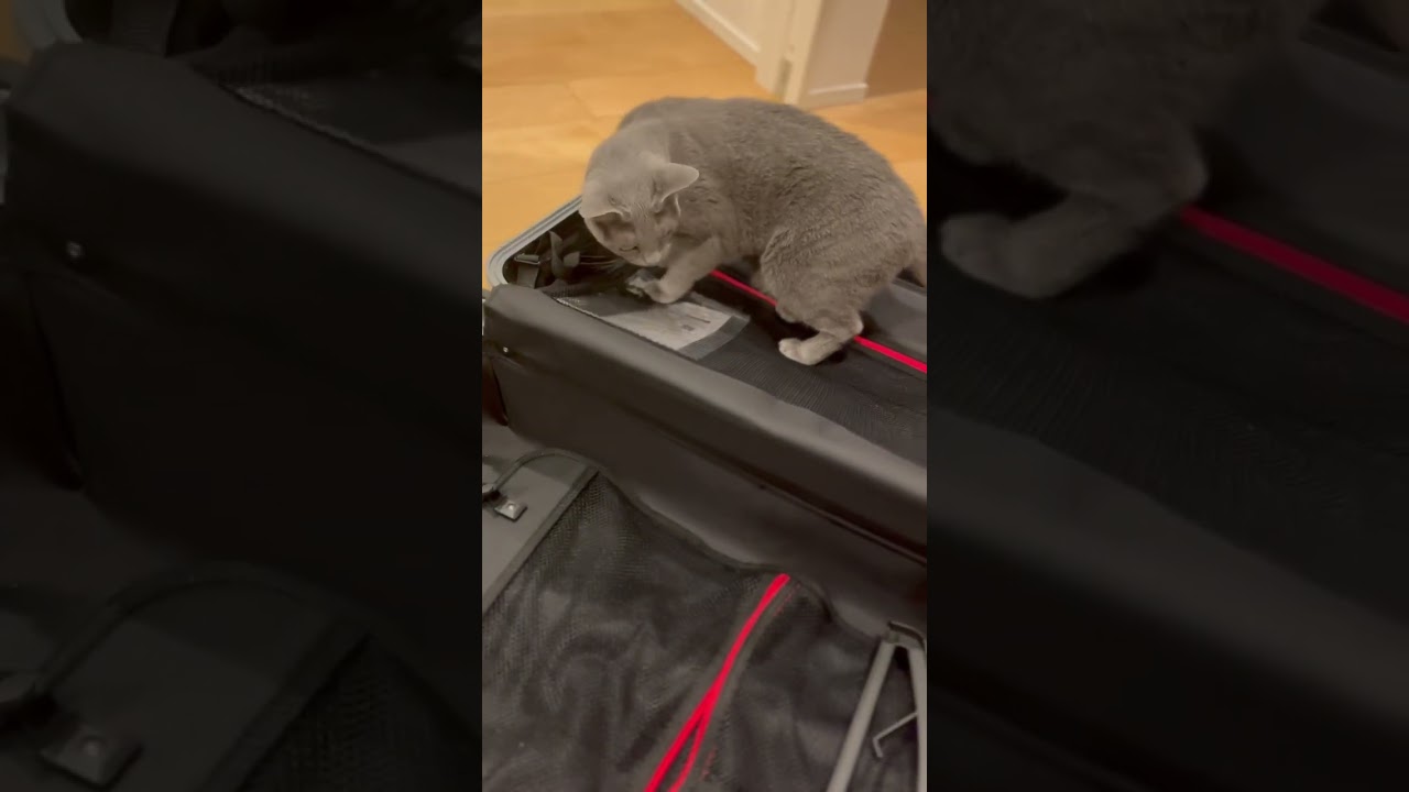 Suitcase 02 #cat #kitte #kitten #katten #cute #kittan #cuteanimal #catlover #cutecat