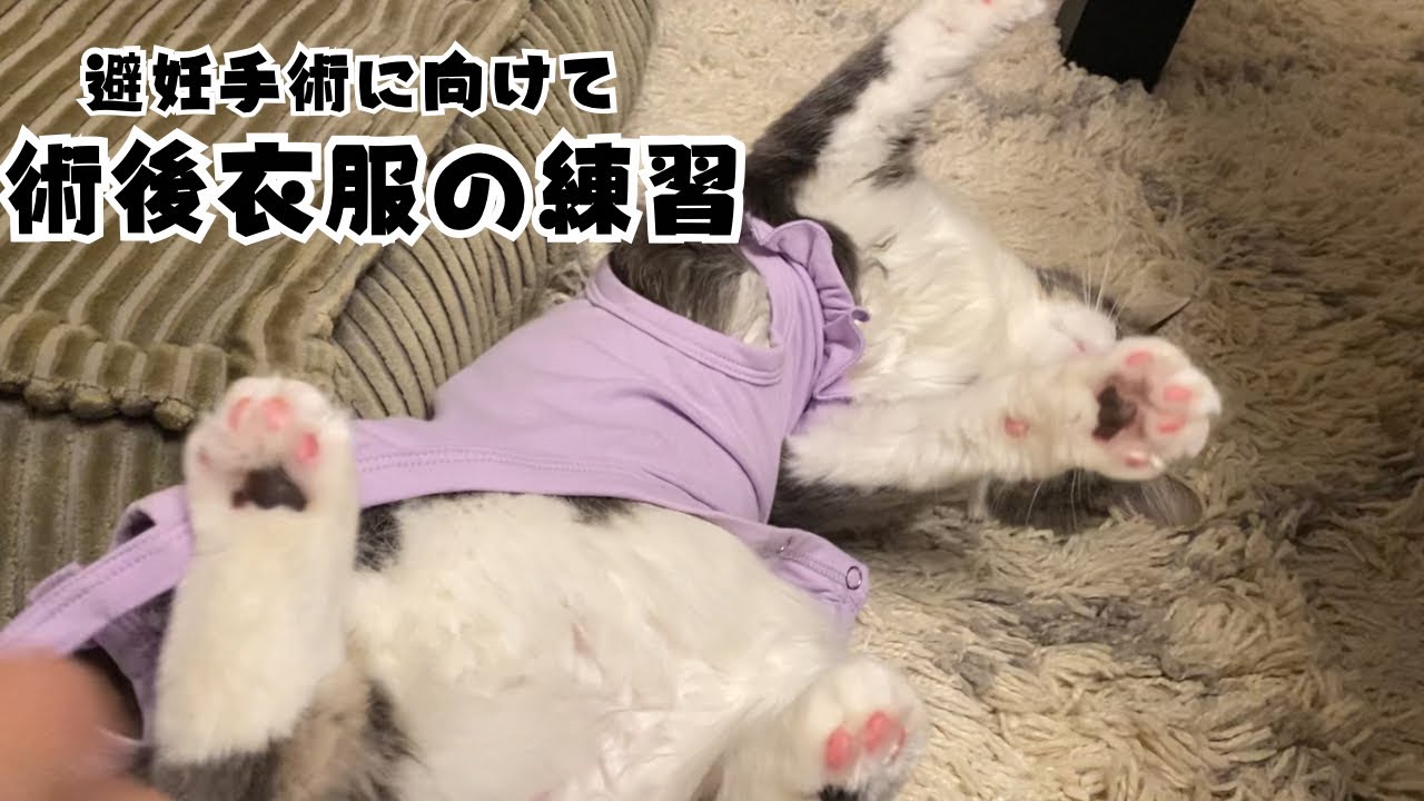 猫の避妊手術に向けて術後衣服の練習を始めた結果…