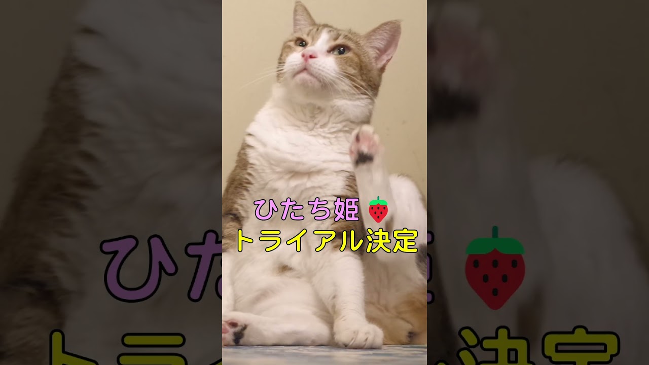 ひたち姫【トライアル決定】 #shorts