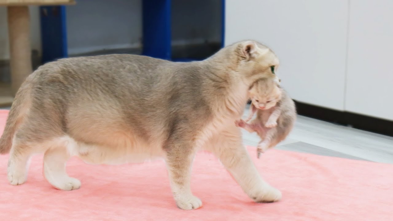 子猫を巣に持ち帰る母猫の愛情あふれる姿
