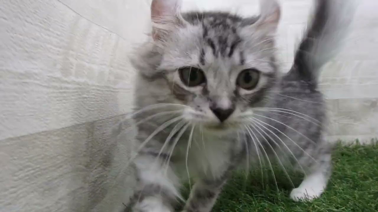 Coo&RIKU　No00689463 アメリカンカール