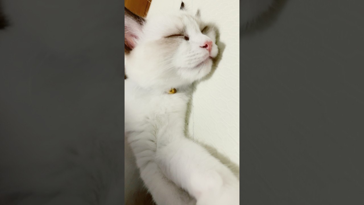 リビングですやすやなラグドール