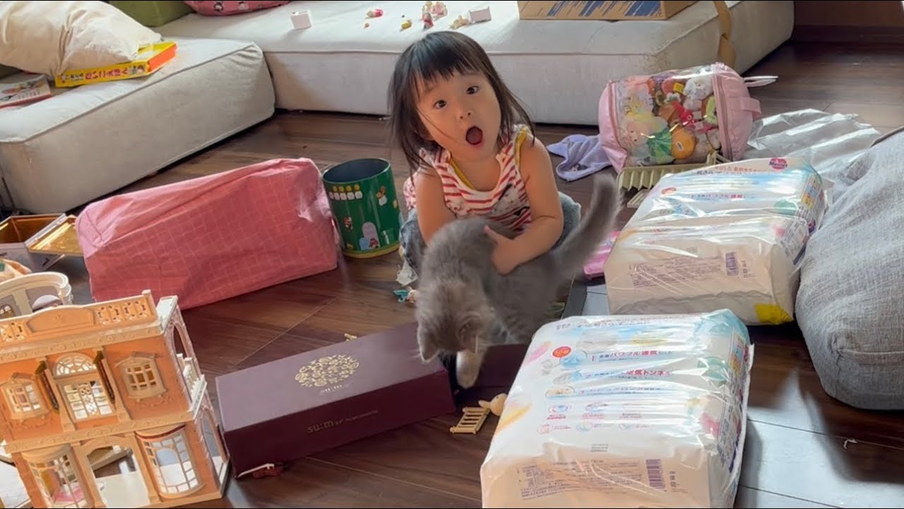 二歳児と一緒に遊ぶ事ができる子猫　サイベリアン