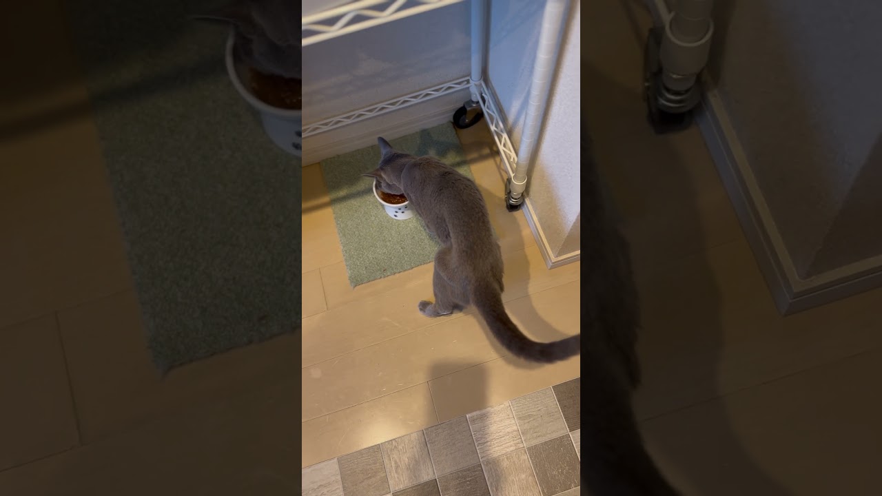 ウィルの毎日 431 ご飯の時間。 #ロシアンブルー #RussianBlue