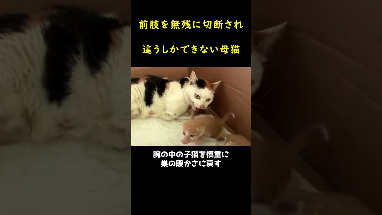 前足のない母猫、這いまわって子を育ち！！😿