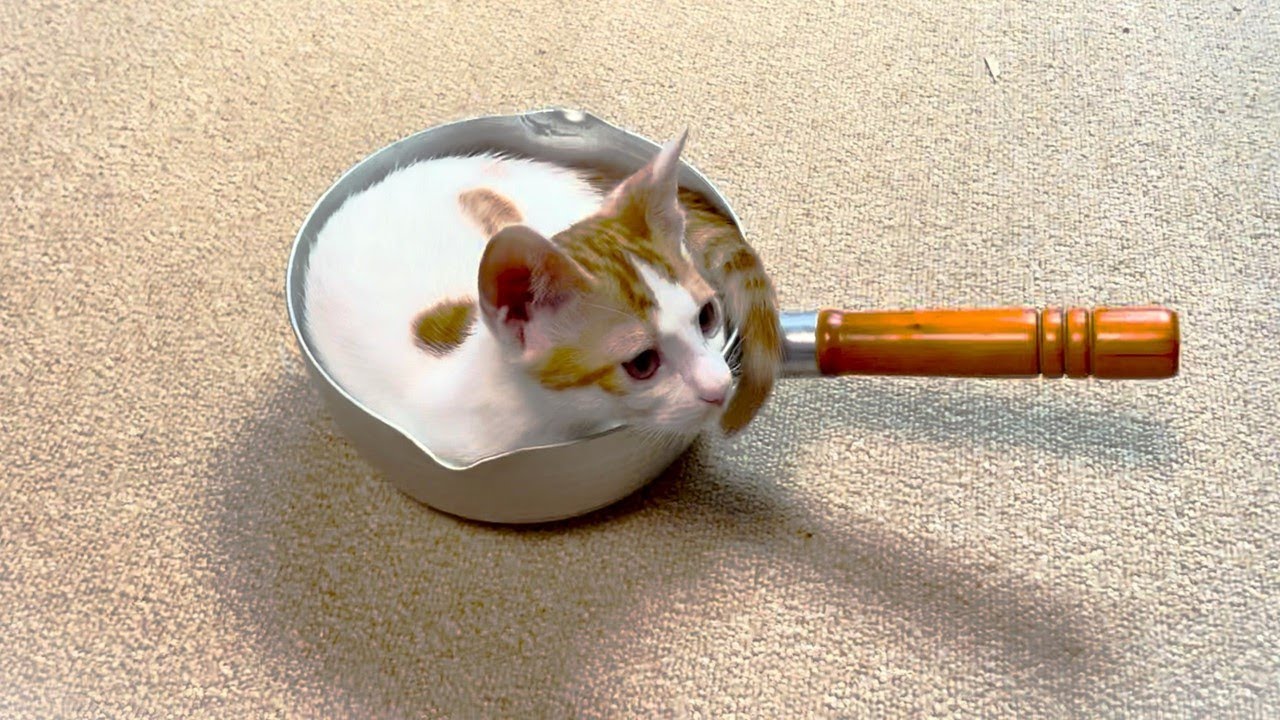 【猫鍋】鍋を出しっぱなしにしてたら、子猫の猫鍋が完成してました。