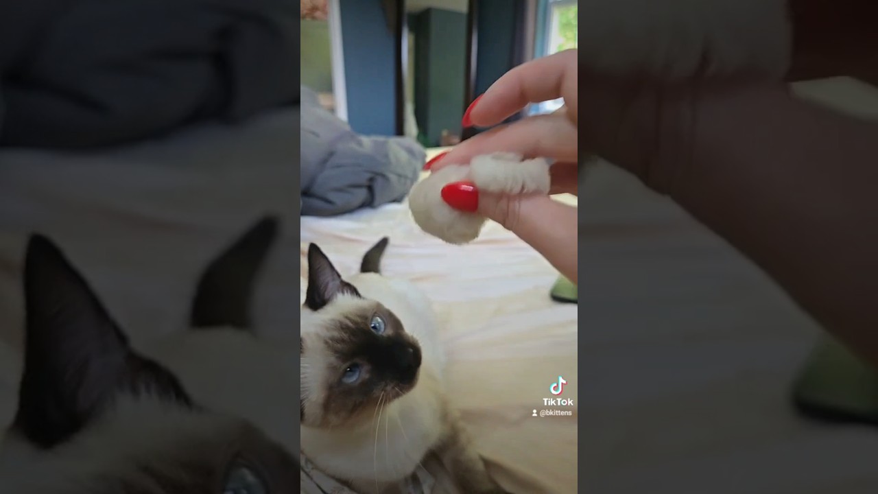 Siamese kitten plays fetch #siamese #kittens #cat #cuteanimals #catlover #kitten #cats #cutepets