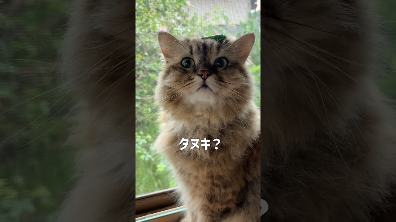 ずっと猫だと思ってた...【サイベリアン・たぬき】 #shorts #サイベリアン #たぬき  #猫
