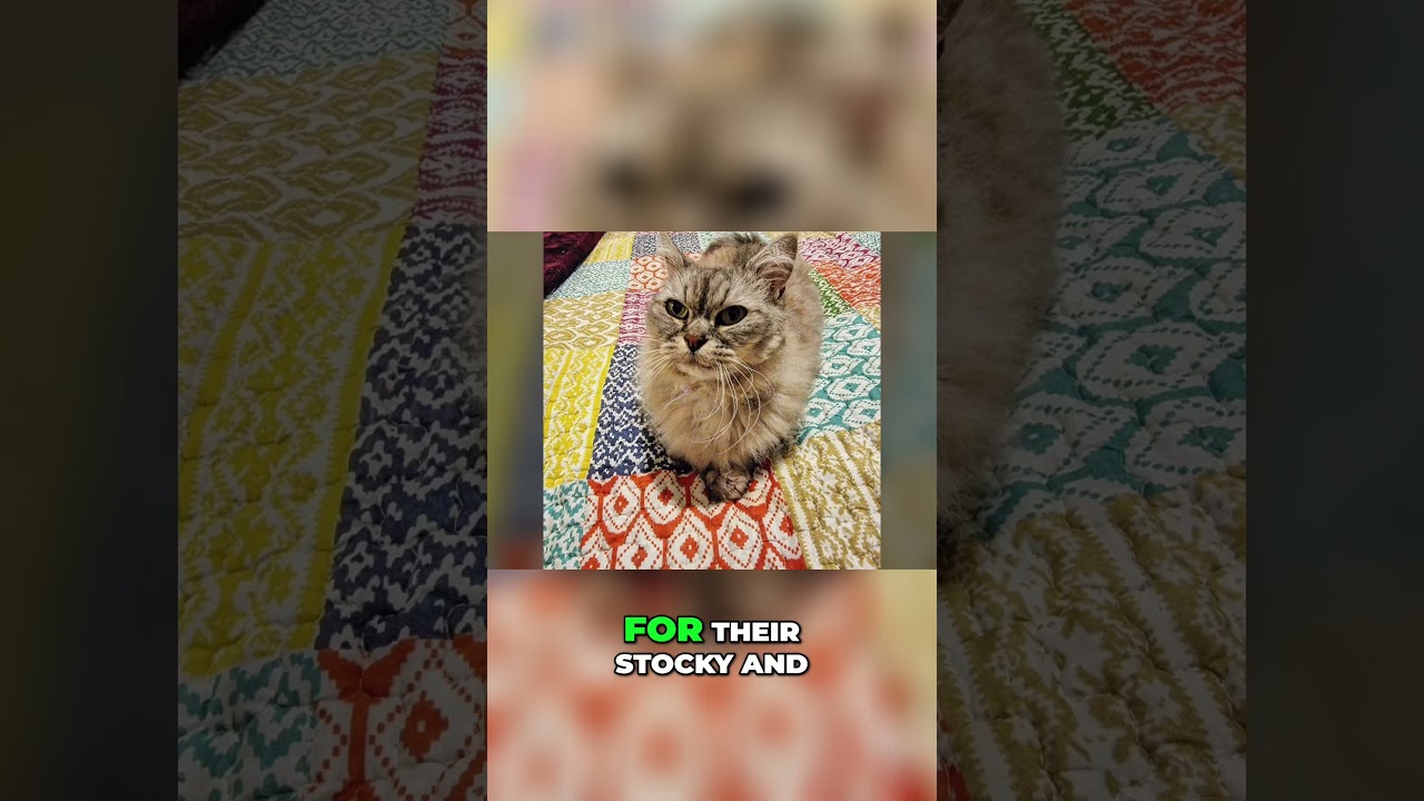 Adorable Skookum Cats: Meet the World's Cuddliest Breed