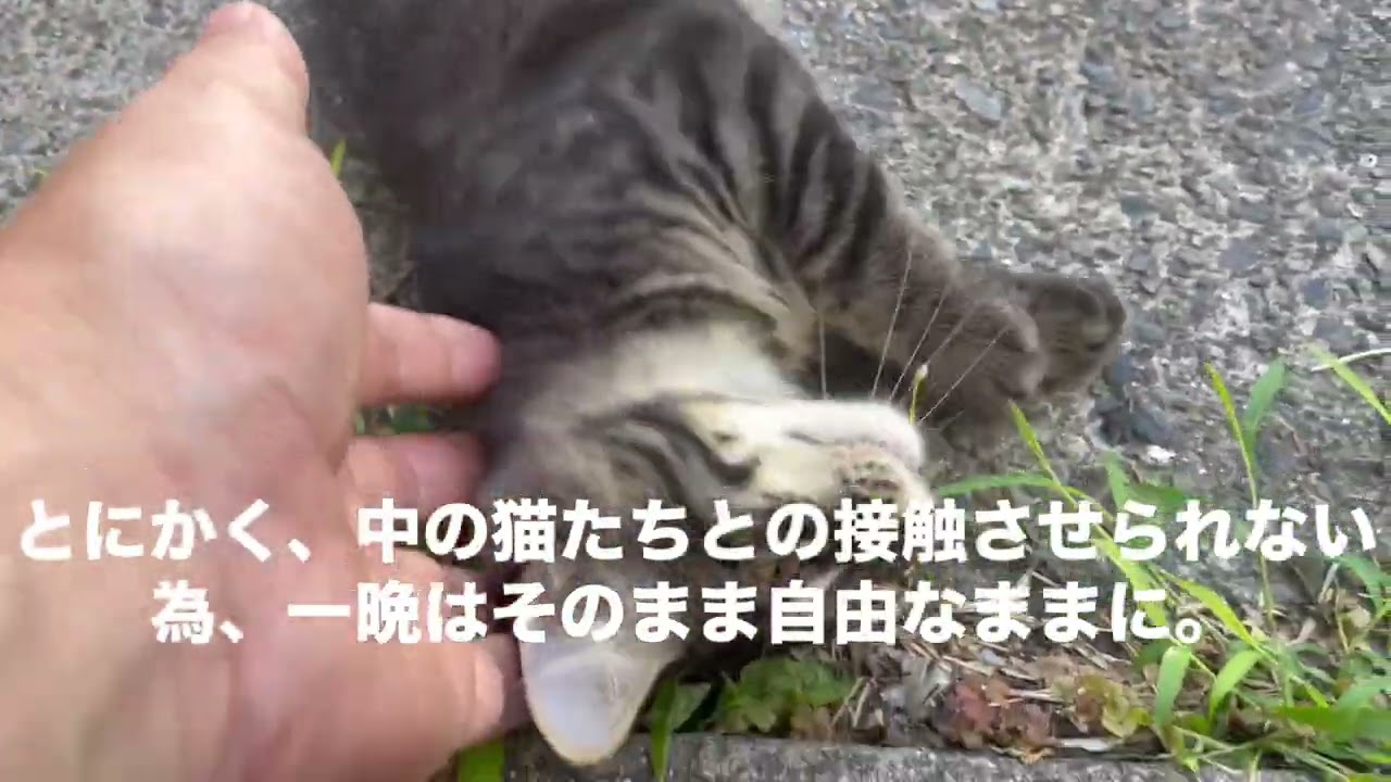 猫の恩返しか、はたまた猫憑きか。