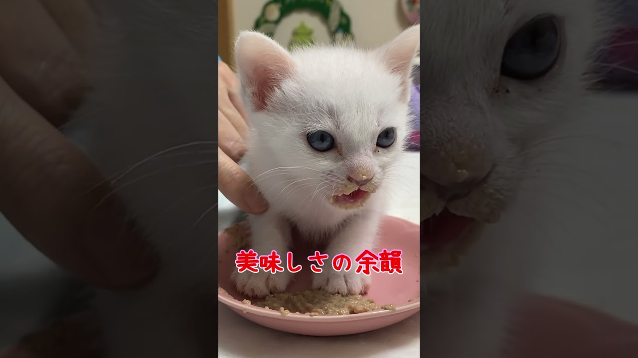 離乳食を食べ続けて大きくなった弟猫まとめ