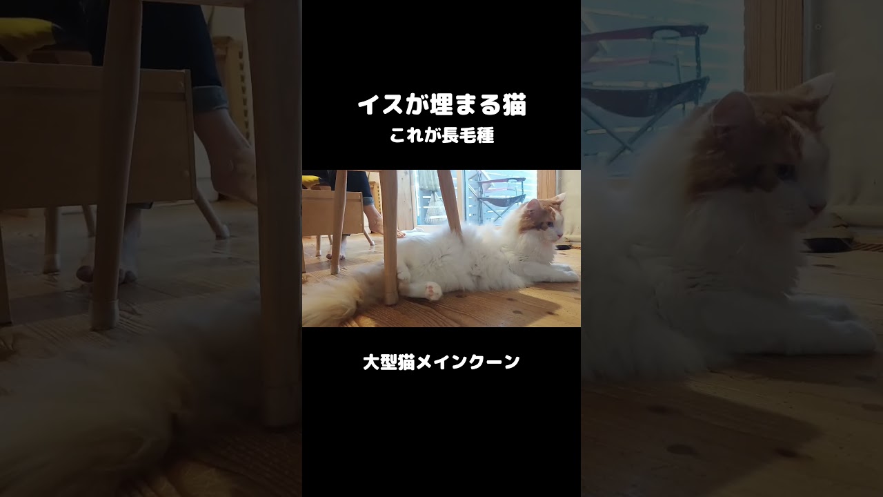 イスが埋まる猫   ショート  #ねこ  #メインクーン #長毛猫 #大型猫種 #猫のいる暮らし #mainecoon  #cat #かわいい猫