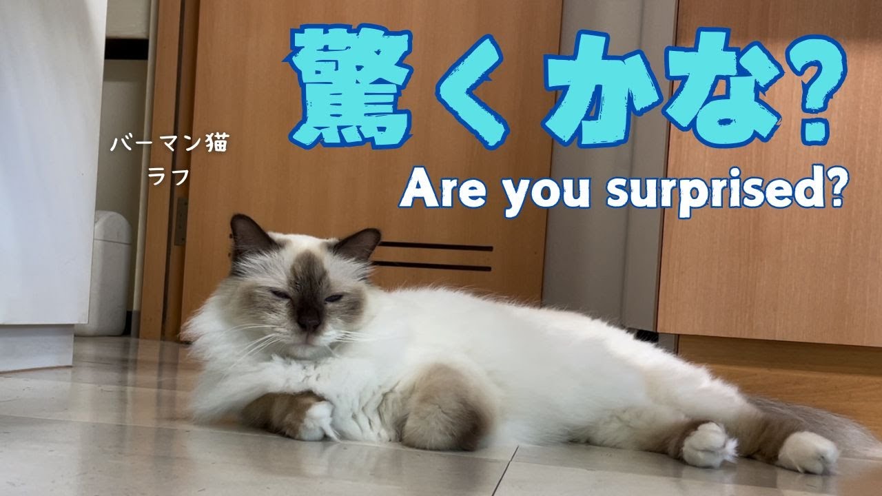 バーマン猫ラフ【驚くかな？】Are you surprised?（バーマン猫）Birman/Cat