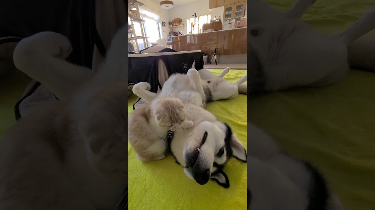 子猫が育ての親のハスキー犬を起こすとこうなります...笑