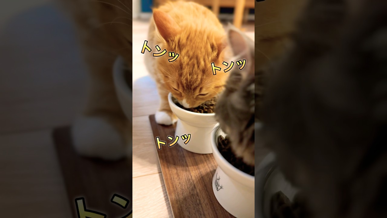 人生トントントンのすいヴェル #猫#cat#サイベリアン#Siberian#子猫#고양이#猫のいる生活