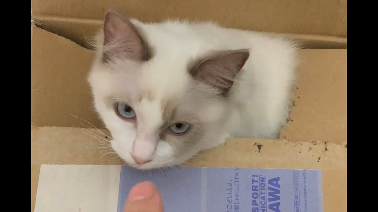 指にじゃれつくスズさん #cat #猫 #ラグドール
