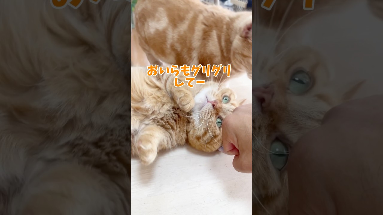 マンチカンの茶々くんはグリグリされるのが大好き！ #猫 #マンチカン #shorts
