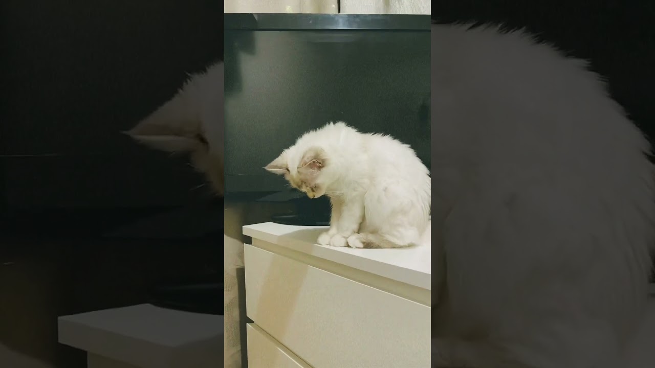 Quand ton chat Luna sacré de birmanie ne supporte plus les soirées karaoké