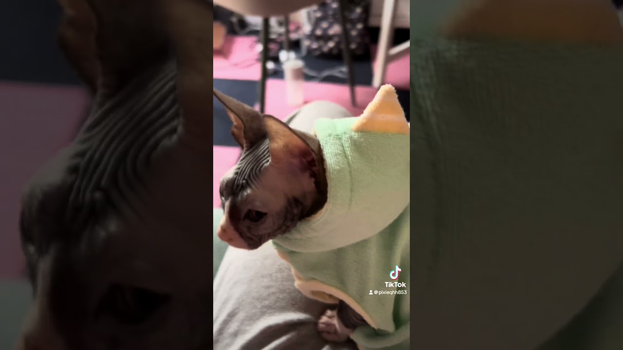 実はミニヨーダじゃなくて・・・ #cat #スフィンクス #猫