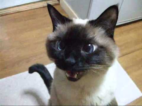 おしゃべりな猫　シャム猫ワっち
