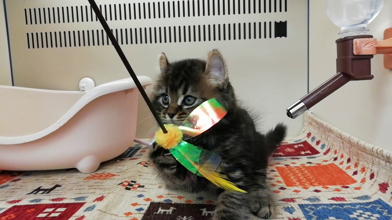 アメリカンカール♂2019.1/25生まれ